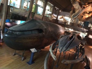 The Malm whale at Gothenbury Natural History Museum