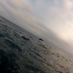 Pilot whales. Photography courtesy of Jonathan Hyde.