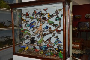 booth museum birds